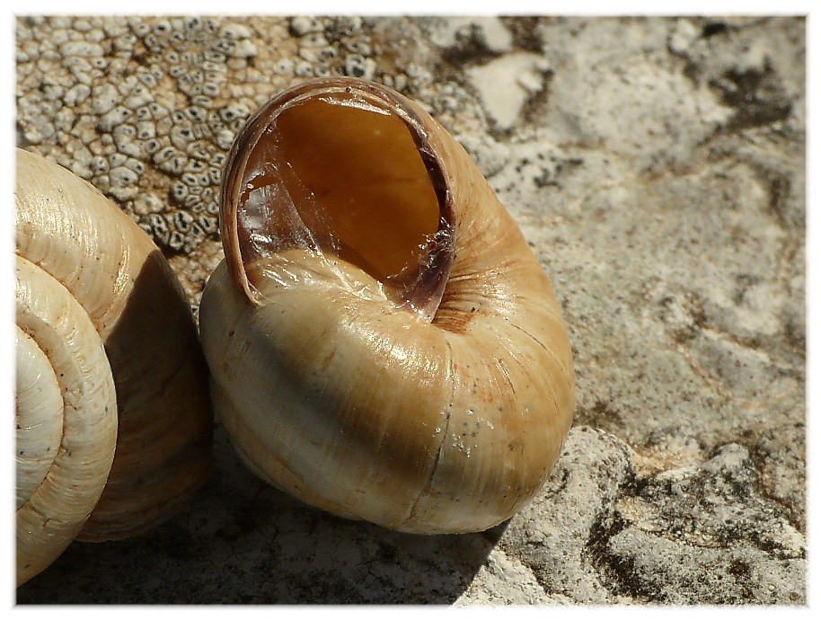 cernuella virgata....??????